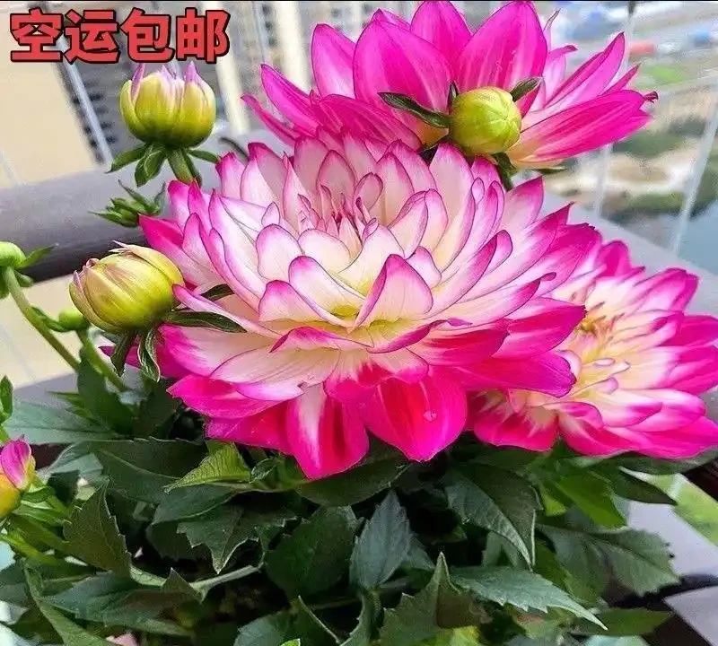 十大招財旺宅的秋季花卉：家裡擺一盆，好運擋不住