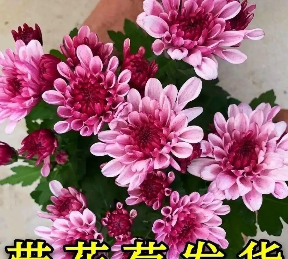 十大招財旺宅的秋季花卉：家裡擺一盆，好運擋不住