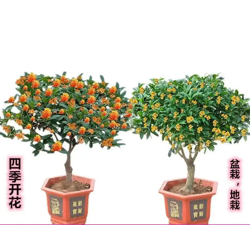 十大招財旺宅的秋季花卉：家裡擺一盆，好運擋不住