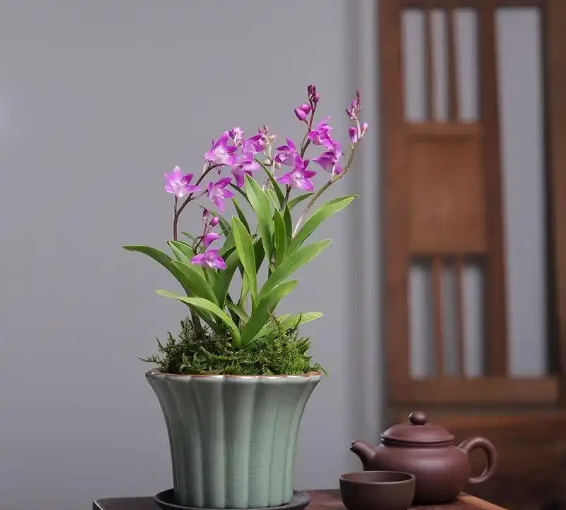 十大招財旺宅的秋季花卉：家裡擺一盆，好運擋不住