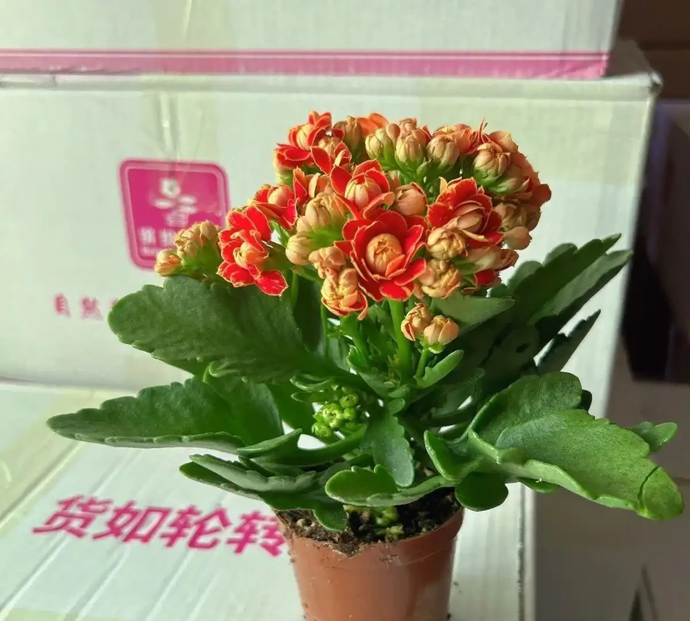 十大招財旺宅的秋季花卉：家裡擺一盆，好運擋不住
