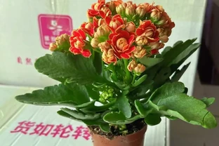 十大招財旺宅的秋季花卉：家裡擺一盆，好運擋不住