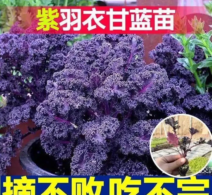 陽臺黨收藏!十大耐寒花卉盤點,零下凍不死年年爆花