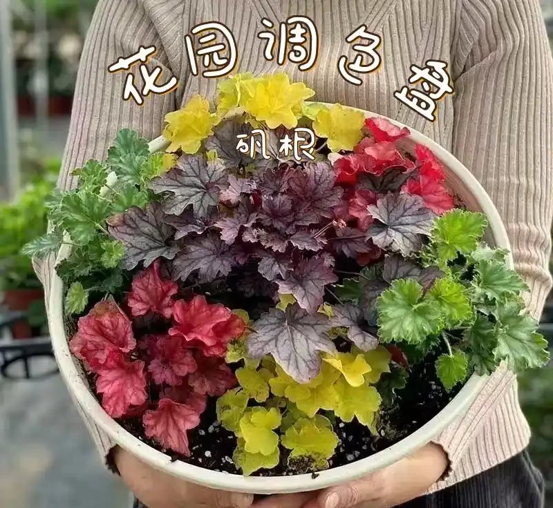 陽臺黨收藏!十大耐寒花卉盤點,零下凍不死年年爆花
