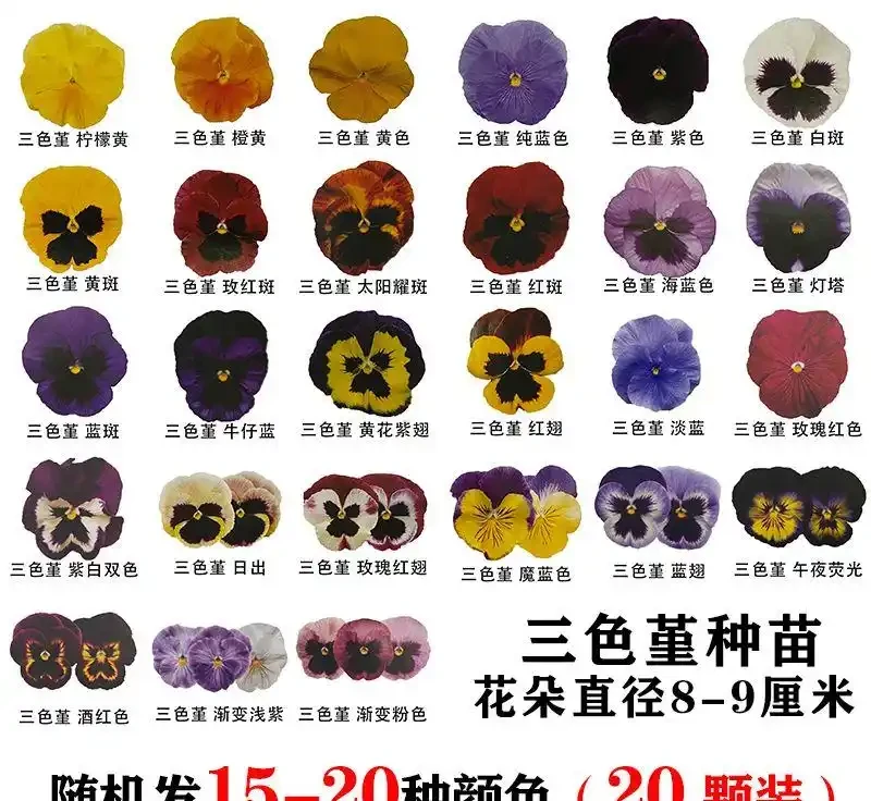 陽臺黨收藏!十大耐寒花卉盤點,零下凍不死年年爆花