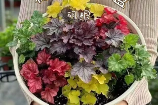 陽臺黨收藏！十大耐寒花卉盤點，零下凍不死年年爆花