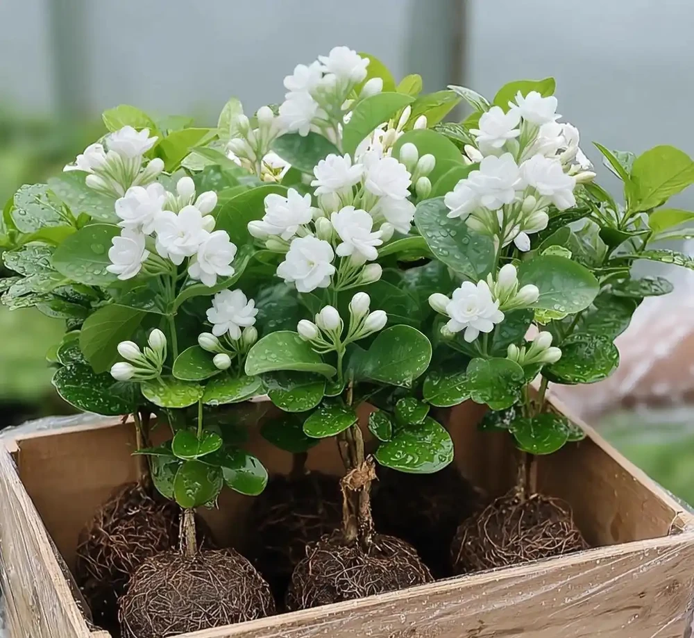 十大新手必養的開花植物,沾土就活開花期超長,手殘黨也能輕鬆養滿盆