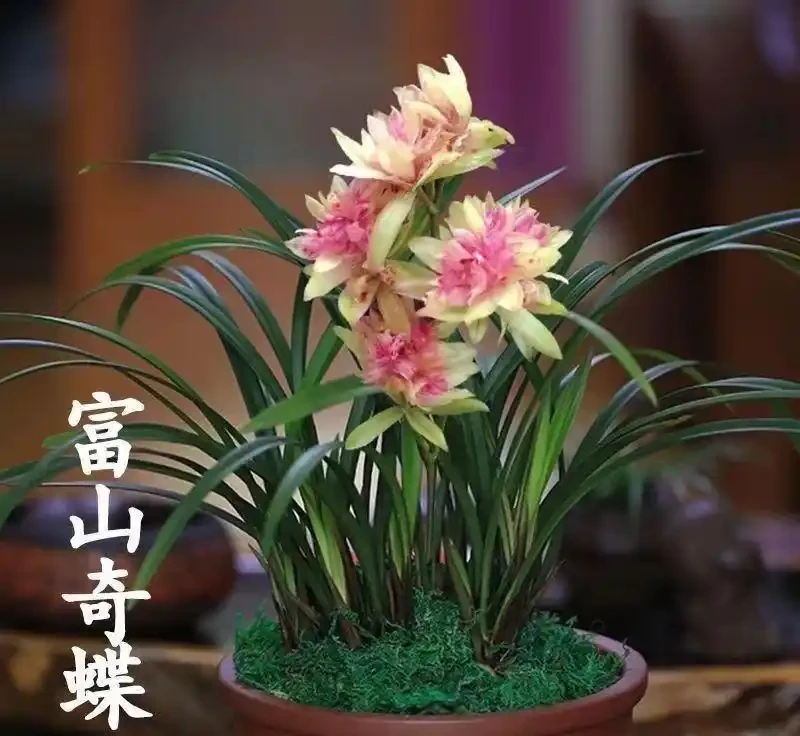 十大香味最濃的蘭花排名,滿屋飄香就選這10種