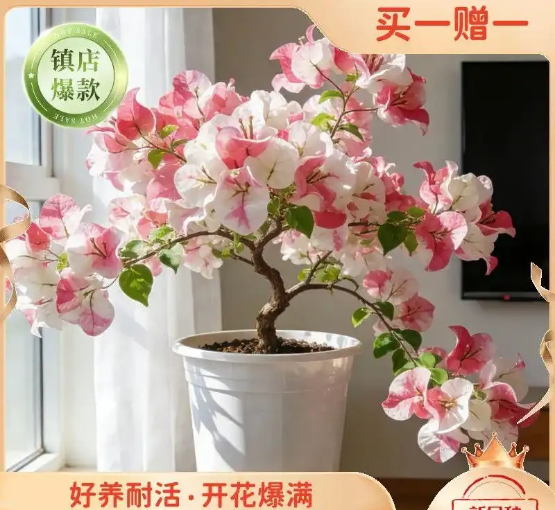十大新手必養的開花植物,沾土就活開花期超長,手殘黨也能輕鬆養滿盆