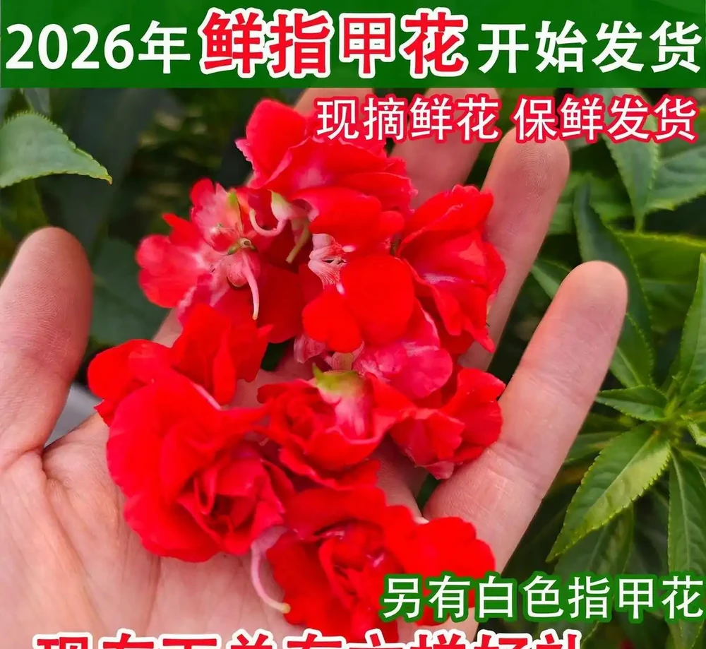 十大新手必養的開花植物,沾土就活開花期超長,手殘黨也能輕鬆養滿盆