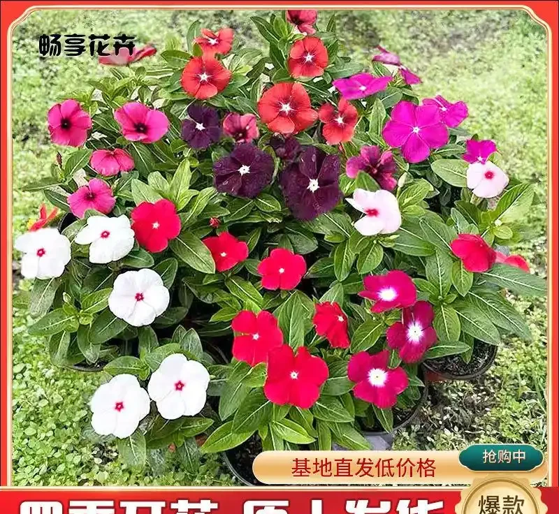 十大新手必養的開花植物,沾土就活開花期超長,手殘黨也能輕鬆養滿盆