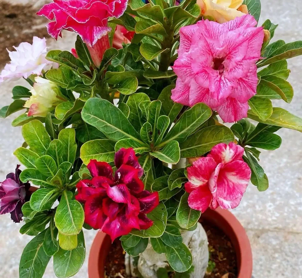 十大新手必養的開花植物,沾土就活開花期超長,手殘黨也能輕鬆養滿盆