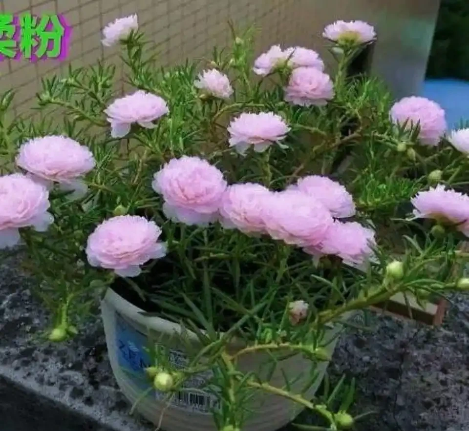 十大新手必養的開花植物,沾土就活開花期超長,手殘黨也能輕鬆養滿盆