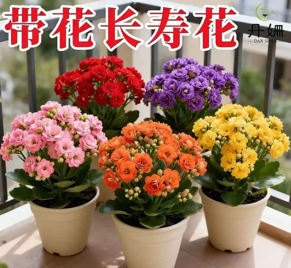 十大新手必養的開花植物,沾土就活開花期超長,手殘黨也能輕鬆養滿盆