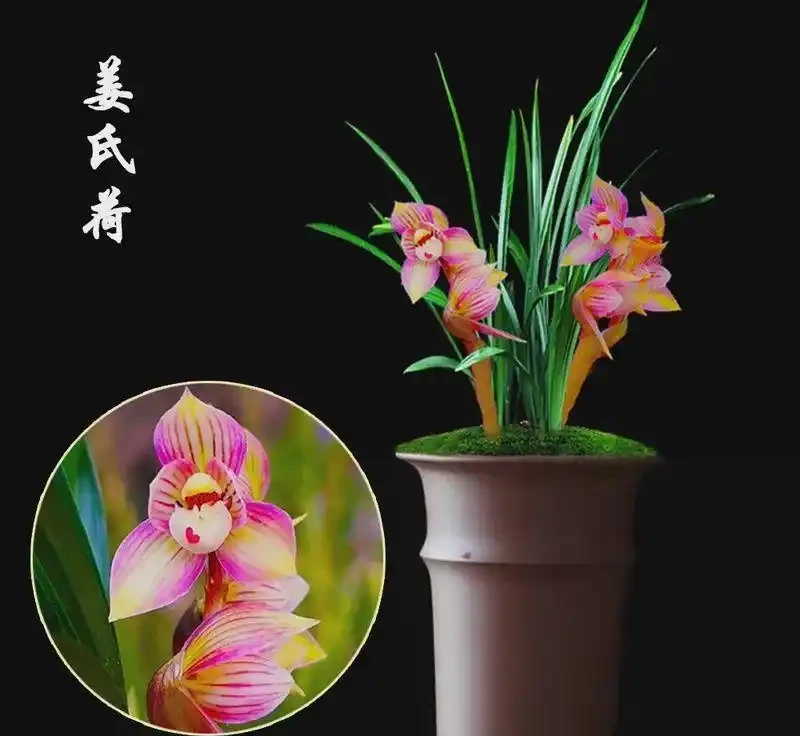 十大經典老種蘭花,養蘭人必入的傳世名品