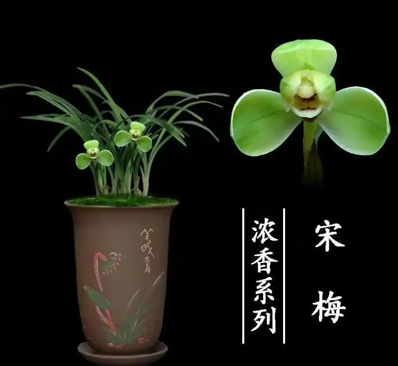 十大經典老種蘭花,養蘭人必入的傳世名品