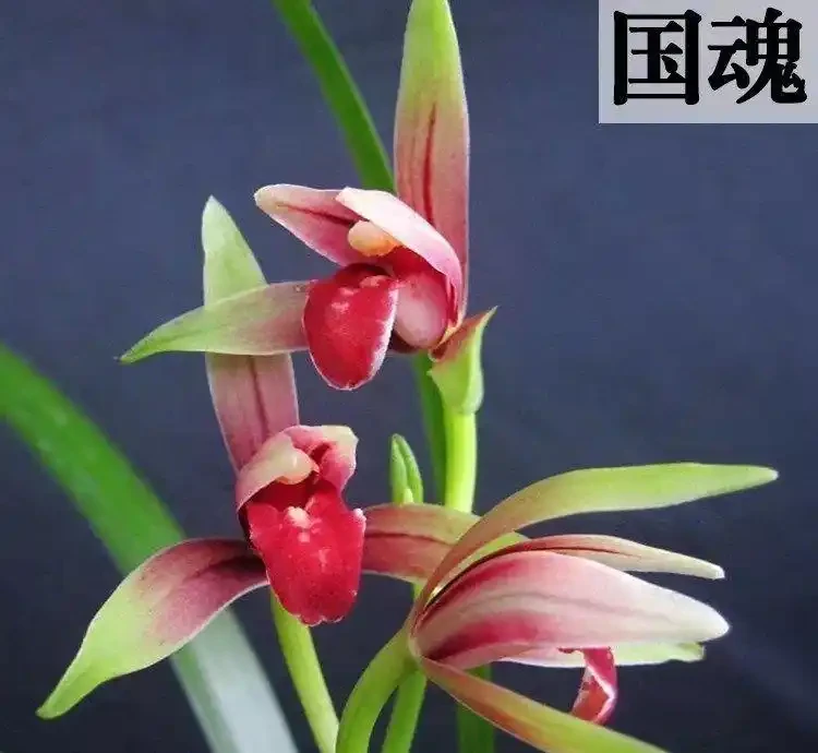 十大經典老種蘭花,養蘭人必入的傳世名品
