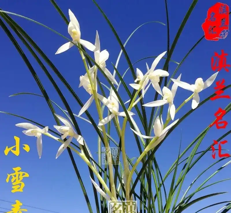 十大經典老種蘭花,養蘭人必入的傳世名品