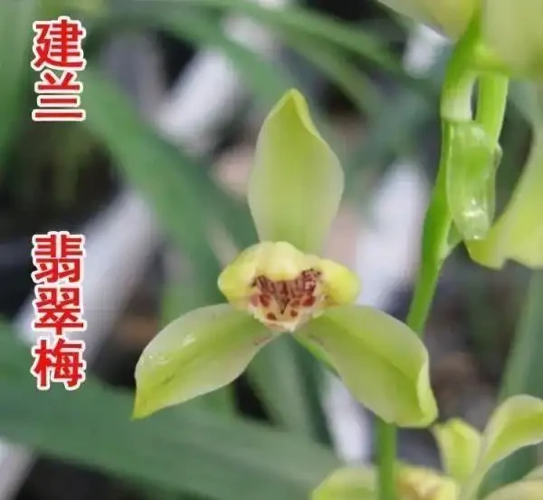 十大經典老種蘭花,養蘭人必入的傳世名品