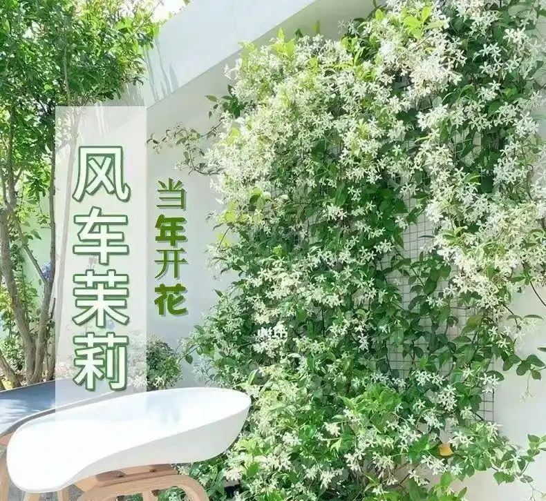 庭院十大爬藤花卉排名,打造夢幻花牆就靠它們