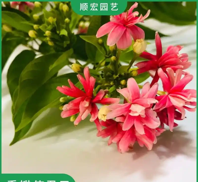 庭院十大爬藤花卉排名,打造夢幻花牆就靠它們