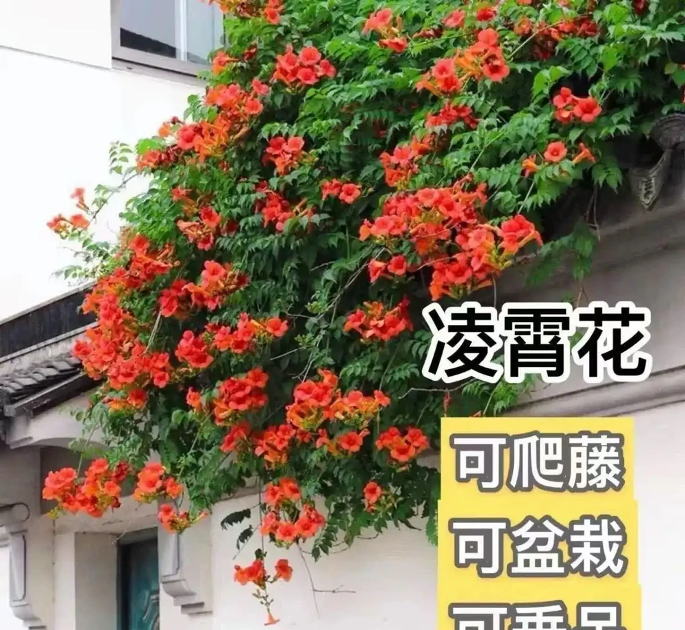 庭院十大爬藤花卉排名,打造夢幻花牆就靠它們