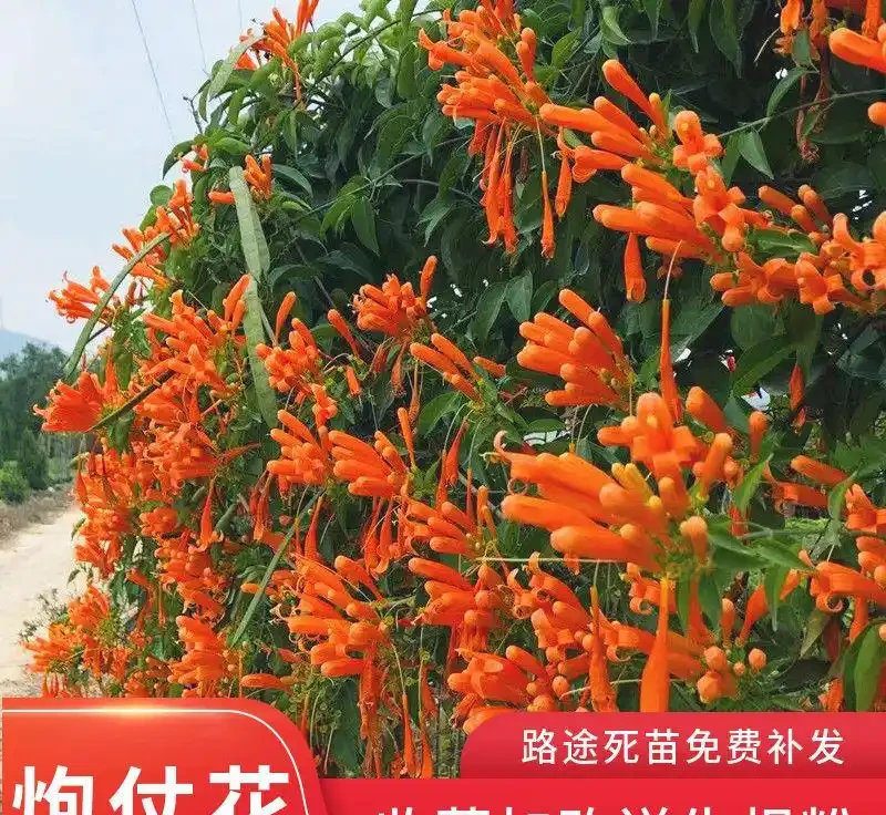 庭院十大爬藤花卉排名,打造夢幻花牆就靠它們
