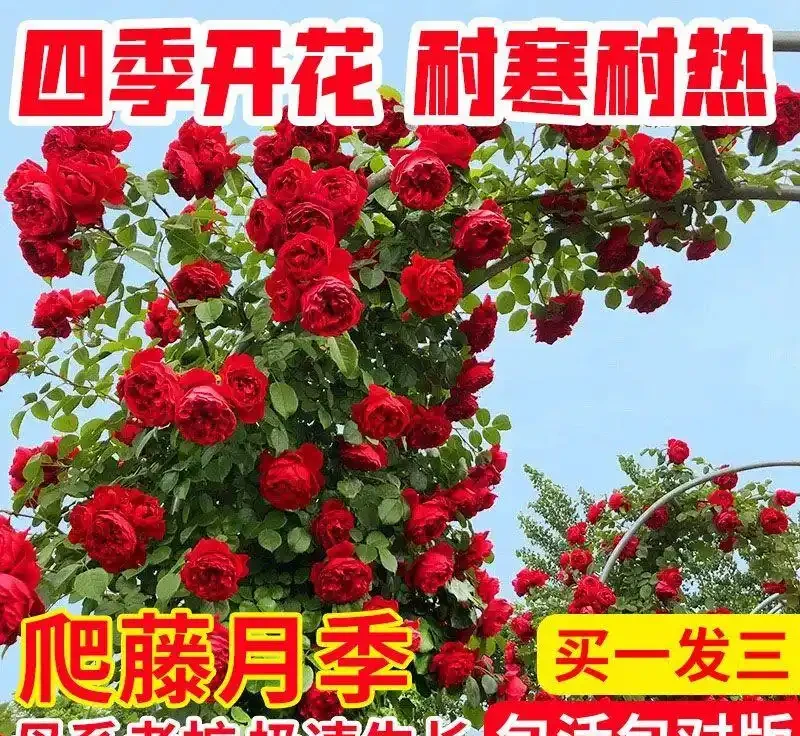 庭院十大爬藤花卉排名,打造夢幻花牆就靠它們