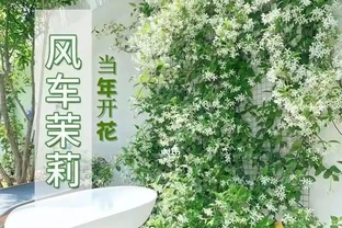 庭院十大爬藤花卉排名，打造夢幻花牆就靠它們