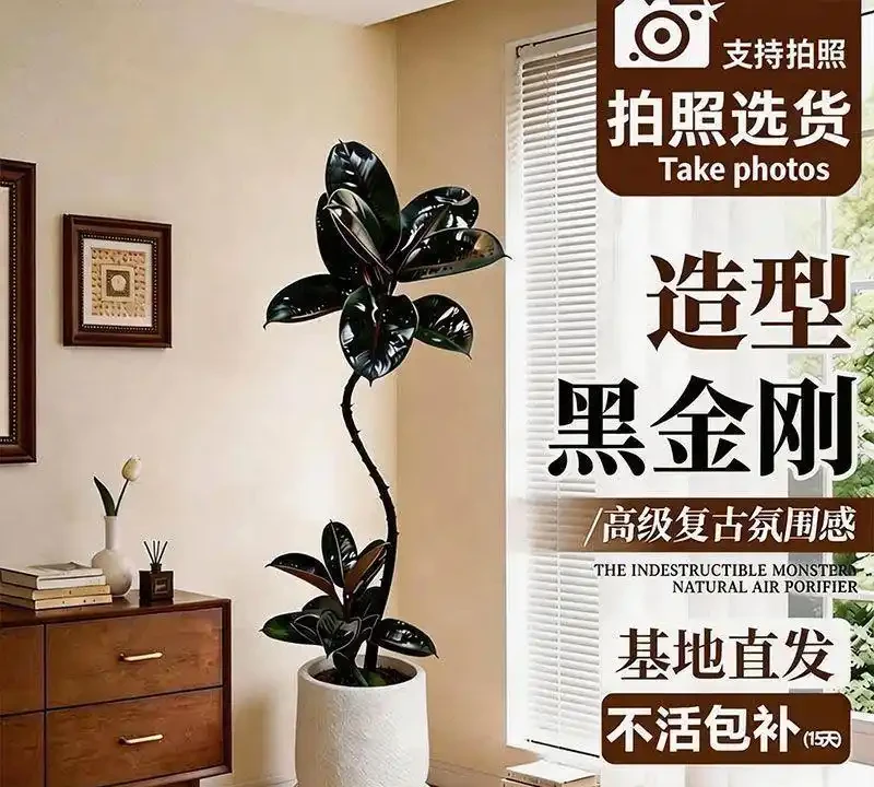 十大招財旺宅綠植:有錢人家裡都在養,客廳擺一盆財運滾滾來