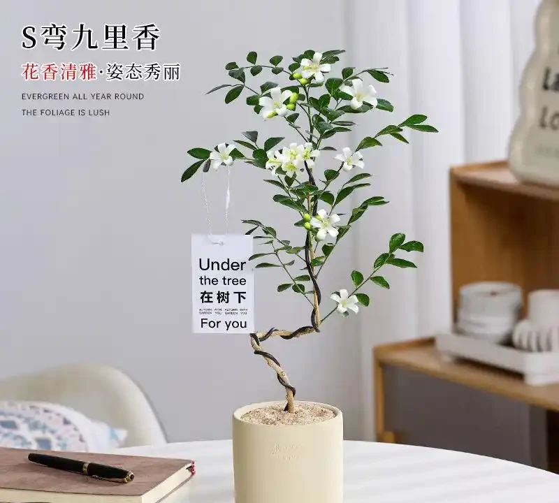 十大招財旺宅綠植:有錢人家裡都在養,客廳擺一盆財運滾滾來