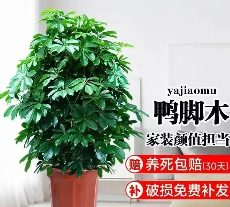 十大招財旺宅綠植:有錢人家裡都在養,客廳擺一盆財運滾滾來