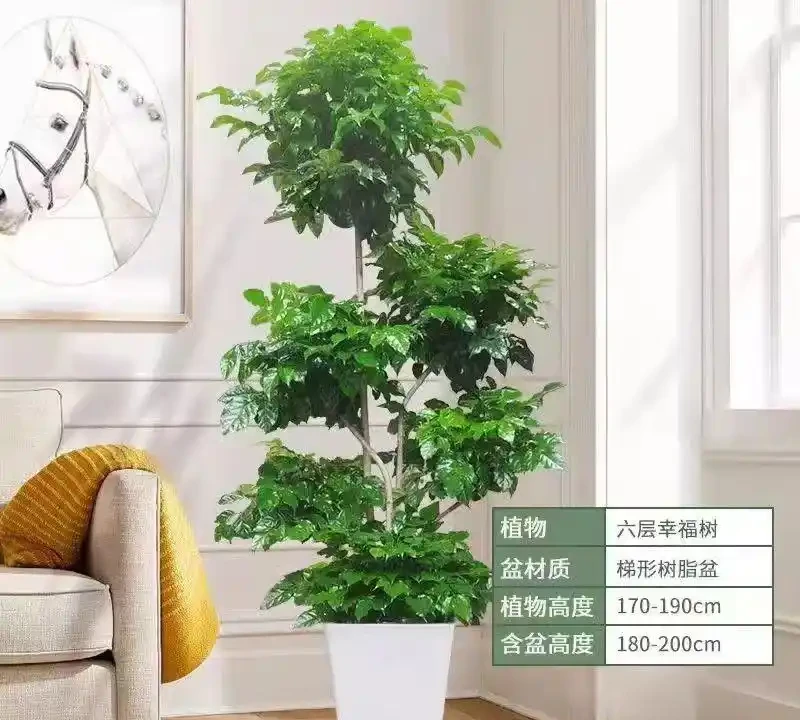 十大招財旺宅綠植:有錢人家裡都在養,客廳擺一盆財運滾滾來
