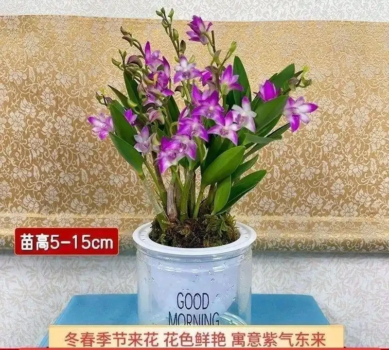 十大招財旺宅綠植:有錢人家裡都在養,客廳擺一盆財運滾滾來