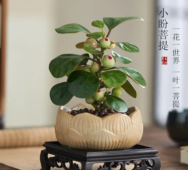 十大招財旺宅綠植:有錢人家裡都在養,客廳擺一盆財運滾滾來