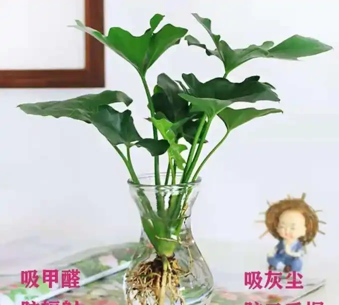 十大招財旺宅綠植:有錢人家裡都在養,客廳擺一盆財運滾滾來