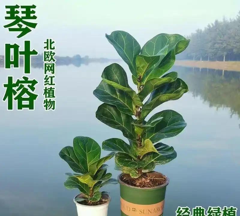 十大招財旺宅綠植:有錢人家裡都在養,客廳擺一盆財運滾滾來