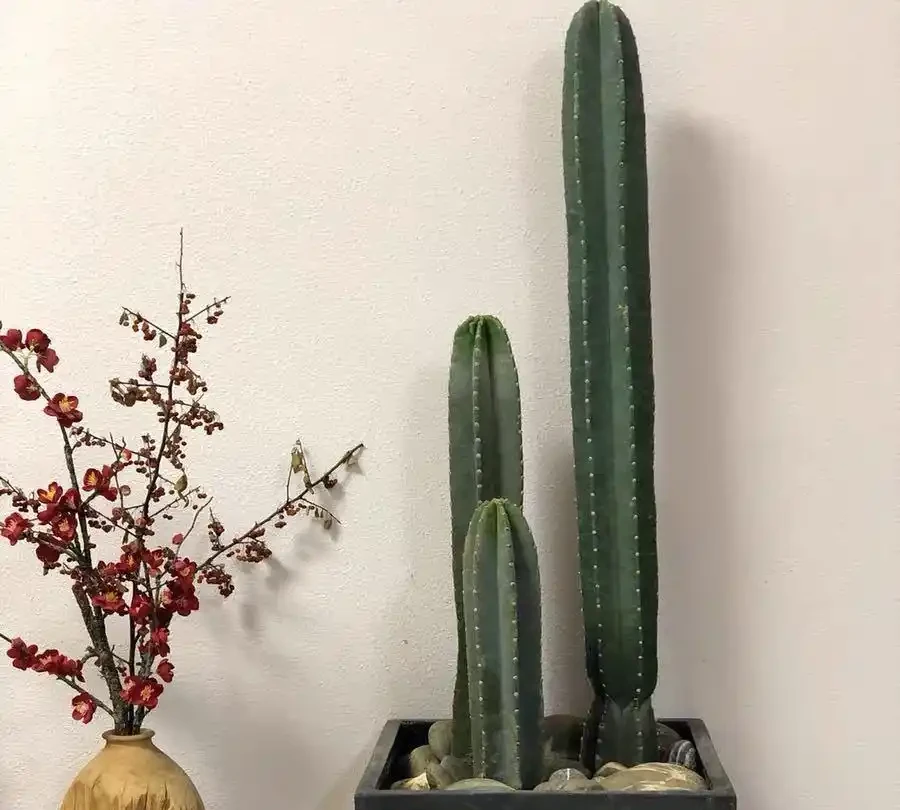 十大招財旺宅綠植:有錢人家裡都在養,客廳擺一盆財運滾滾來