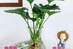 十大招財旺宅綠植：有錢人家裡都在養，客廳擺一盆財運滾滾來