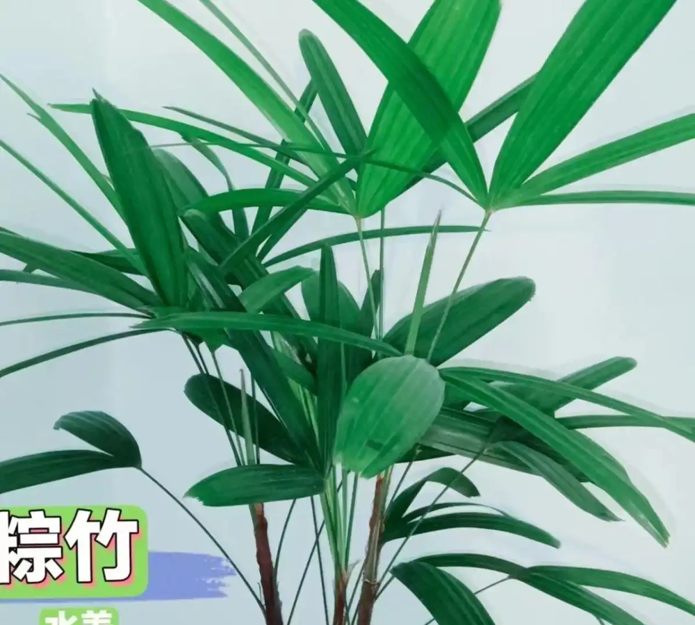 十大淨化空氣最強的室內綠植:NASA科學家親測推薦,養一盆頂十盆