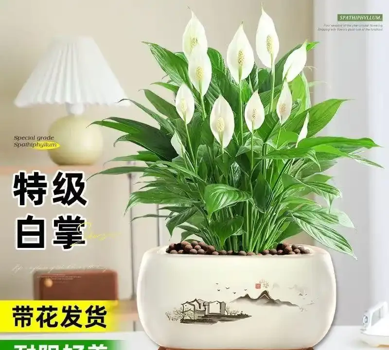 十大淨化空氣最強的室內綠植:NASA科學家親測推薦,養一盆頂十盆