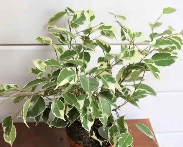 十大淨化空氣最強的室內綠植:NASA科學家親測推薦,養一盆頂十盆