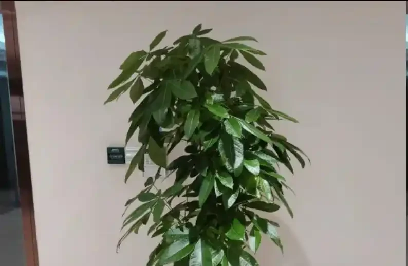 發財樹夏天黃葉別扔！先通風再控水，救回來