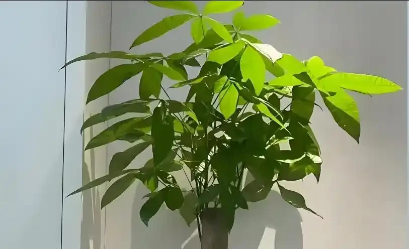 發財樹夏天黃葉別扔！先通風再控水，救回來