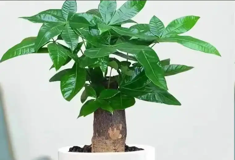 發財樹夏天黃葉別扔！先通風再控水，救回來