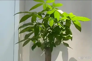 發財樹夏天黃葉別扔！先通風再控水，救回來