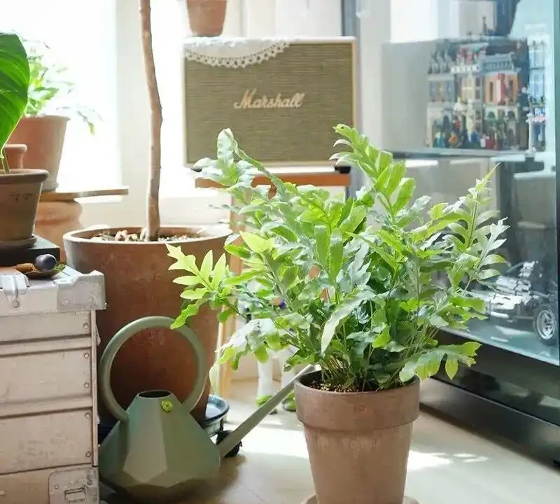 家裡養花沒陽光?這5種耐陰花,不曬太陽也能美翻天!