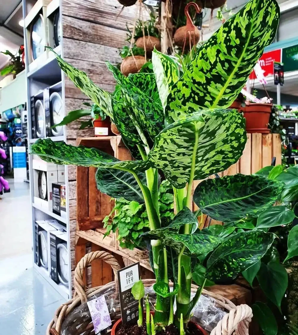 家裡養花沒陽光?這5種耐陰花,不曬太陽也能美翻天!