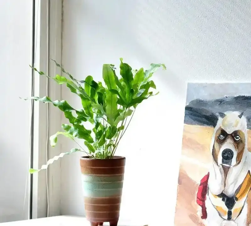 家裡養花沒陽光?這5種耐陰花,不曬太陽也能美翻天!