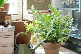 家裡養花沒陽光？這5種耐陰花，不曬太陽也能美翻天！